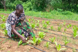 Lenders Are Taking Steps to Mainstream Gender Lens Investing and Providing Insights for Others
